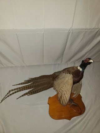 Vintage Ring Necked Pheasant Taxidermy Wall Mount