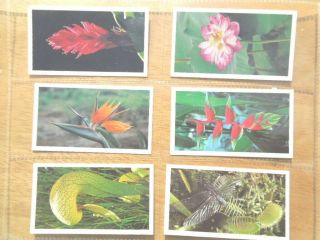 Grandee Wonders Of Nature Tropical Plant Animal Set 30 Card Tobacco Cigarette