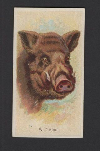 1888 Allen & Ginter Wild Animals Of The World N25 Wild Boar