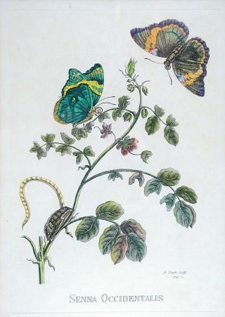 Framed Antique Print,  Maria Sibylla Merian Nature ' s Senna Occidentalis,  PV 28 2