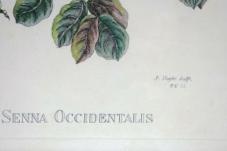 Framed Antique Print,  Maria Sibylla Merian Nature ' s Senna Occidentalis,  PV 28 3