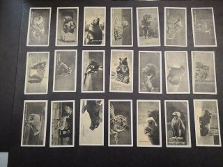 1925 Carreras A Kodak At The Zoo 2nd Series Complete Set Of 50 Tobacco Cards