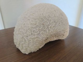 Vintage Piece Of Natural Coral Brain Fossil 6 - 1/2 " X5 - 1/2 " X4 - 1/2 "