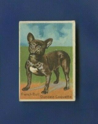 1911 Surbrug Company (ny Tobacco Co. ) Prize Dog Series 102 French Bull