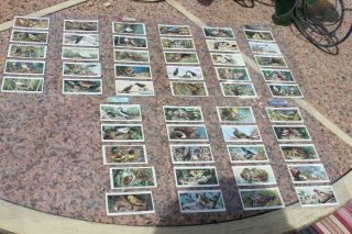 Complete Set Of 50 Birds And Their Young Cigarette Cards England Tobacco