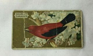 Vintage Piedmont Cigarette Tobacco Song Bird Card Scarlet Tanager