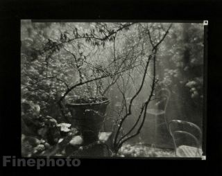 1954/78 Josef Sudek Vintage Czech Garden Rain Drops Botanical Photo Gravure Art