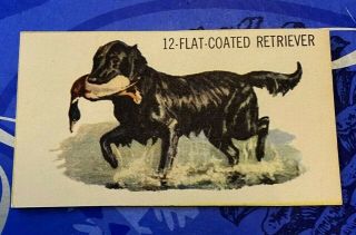 Vintage Dog Card From Set - Blank - 12 Flat Coated Retriever