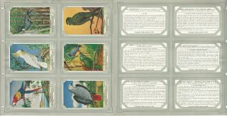 Liebig,  Set 6 Cards,  F1621d (dutch),  1955,  Parrots,  Birds