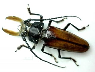 Callipogon Barbatus Male,  107mm | Q.  Roo,  Mexico | As Pictured | A1 Impressive
