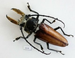 Callipogon Barbatus Male,  104mm | Q.  Roo,  Mexico | As Pictured | A1 Impressive