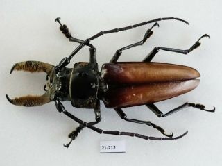 Callipogon Barbatus Male,  95mm | Q.  Roo,  Mexico | As Pictured | A1 Impressive