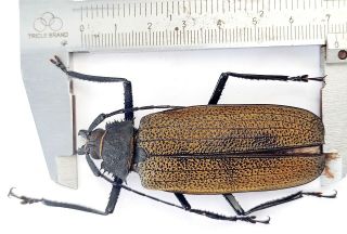 Xixuthrus Granulipennis 71.  5mm From Irianjaya Indonesia