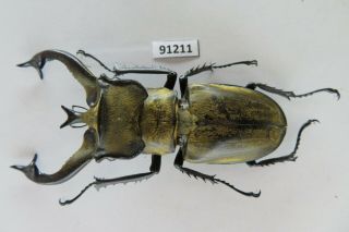 91211 Lucanidae: Lucanus tibetanus katsurai.  Vietnam.  77mm 2