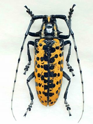 Deliathis Batesi Female Giant Xxl Size 43mm,  Cerambycidae Mexico Rarity