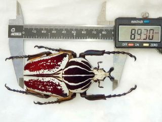 Goliathus Albovariegatus Male Huge 89mm,  Form Cetonidae Cameroon