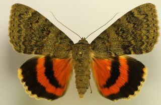 Catocala Oberthuri Female Wingspan 70mm (noctuidae) Very Rare