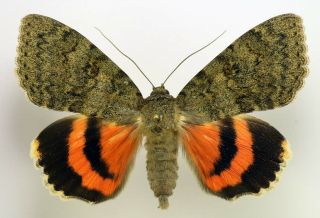 Catocala Oberthuri Male Wingspan 68mm (noctuidae) Very Rare