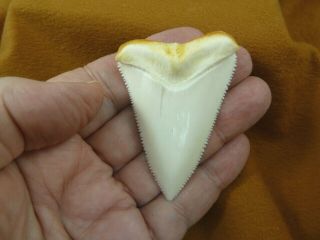 (s400 - 39) 2 - 1/2 " Modern Great White Shark Tooth Teeth Jewelry Sharks Pendant