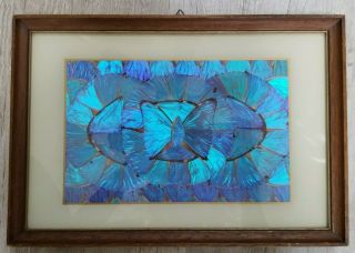 Rare Vintage Real Morpho Butterfly Wing Wall Art Framed 13 " X 9 "