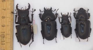 Coleoptera Lucanidae Lucanus Ibericus A1 - / 50 Mm /30 Mm - Male / 38 - 40 Mm - Female