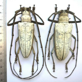 Batocera Kibleri From Solomon Islands Scarce Cerambycidae Beetle 74 & 73mm Pair