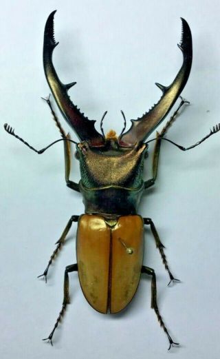 Lucanidae: Cyclommatus Montanellus Montanellus Male 70,  - Borneo Is.