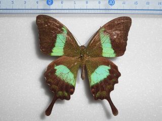 Papilio Palinurus Attenbergi Male From Simelue Is.  (indonesia)