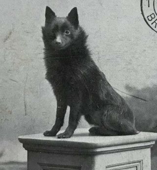 Champion Topsy De La Reynie Rare Schipperke Dog Pc 1912 Breeder Mr.  Reusens