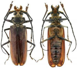 Beetles,  Prioninae,  Orthomegas Folschveilleri 74 Mm,  Giant,  Mexico