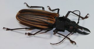 Cerambycidae,  Prioninae,  Macrodontia Castroi Male (unique Perfect Specimen)