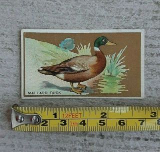 Vintage Mallard Duck Piedmont Cigarette Tobacco Card