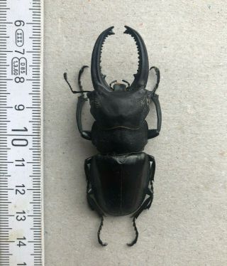Lucanidae,  Odontolabis Leuthneri,  Borneo,  Giant,  Real Telodont,  69 Mm,  A1
