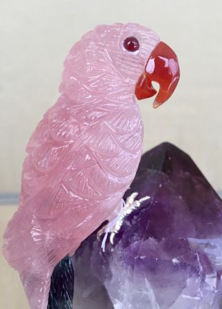 Rose Quartz and Fluorite Macaw on Amethyst 6 3/4  - Peter Muller 2
