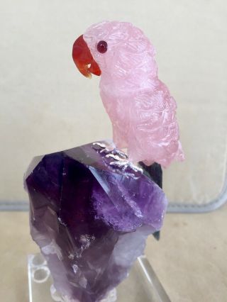 Rose Quartz and Fluorite Macaw on Amethyst 6 3/4  - Peter Muller 4