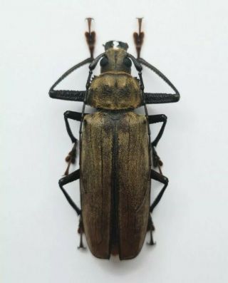 Top Rarity Xixuthrus Lansbergei 61mm Male A - Prioninae Cerambycidae