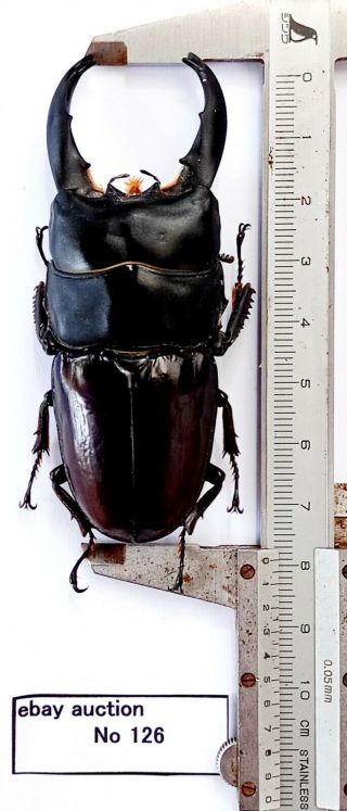 Very Big Size Dorcus Eurycephalus 79mm From West Java Indonesia