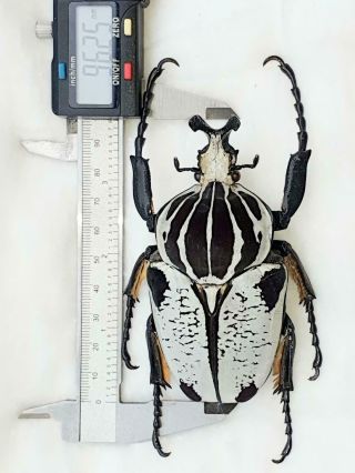 Goliathus Quadrimaculatus Intermedius Male Giant Xxl 96mm,  Form Cameroon