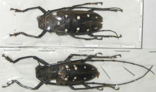 Cerambycidae Batocera Matzdorffi Pair A1 Male 38mm (west Papua) Rare