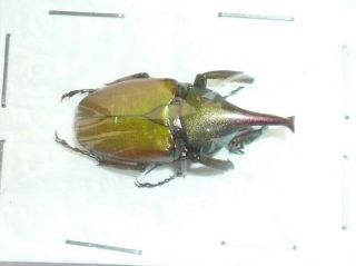 Theodosia Telifer From Sabah,  North Borneo (26 Mm),  Very Rare,