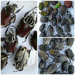 50pcs African Cetoniinae Goliathus Fornasinius A2 Beetles For Artwork