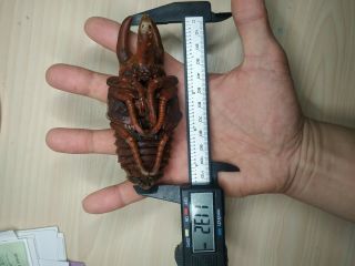 113mm Dried Chalcosoma Chiron Beetle Pupa Specimen