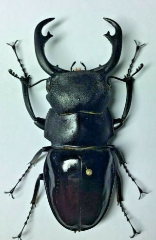 Lucanidae: Odontolabis Hitam Hitam Male 66,  Mm - Borneo Is.