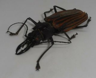 Cerambycidae,  Prioninae,  Macrodontia Castroi Male Teratologic 70 Mm