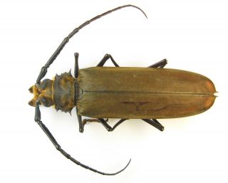 Orthomegas Frischeiseni Male 81mm (cerambycidae)