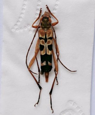 Cerambycidae Sp From Jinxiu Guangxi 2192