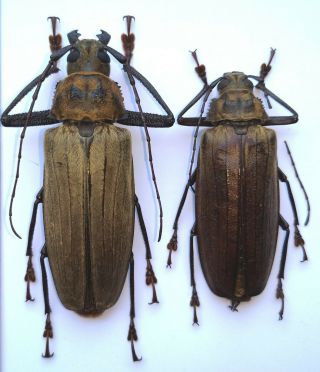 Top Rarity Xixuthrus Lansbergei 74/60mm Pair A1/a2 Prioninae Cerambycidae