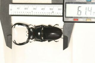 (not Rhaetus Westwoodi) Rhaetulus Crenatus Ssp.  61.  4mm Top Size Yunnan
