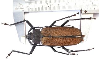 Xixuthrus Granulipennis Male 69mm From Irianjayaindonesia