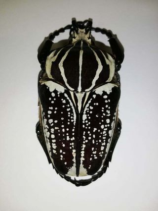 Cetonidae.  Goliathus Goliatus Var.  Conspersus 88mm.  Cameroon.  Beetle.